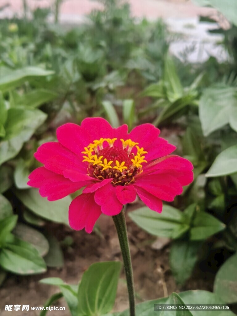 娇艳红花朵绽放绿叶间