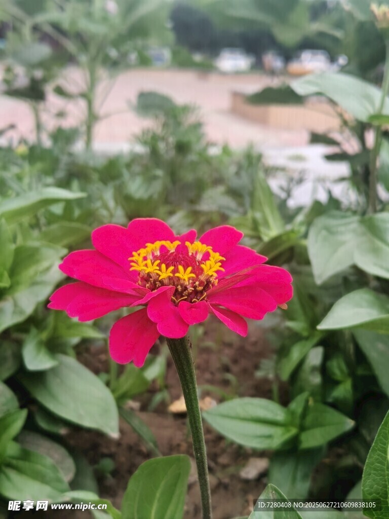 娇艳红花朵绽放绿叶间