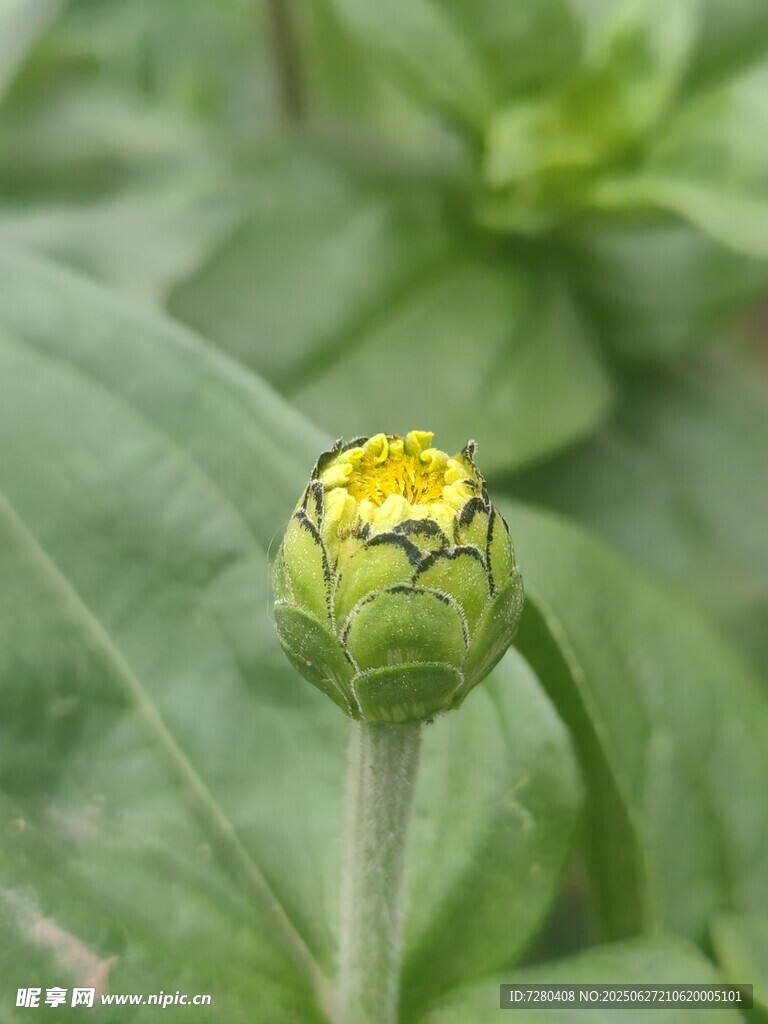 含苞待放的黄色小花