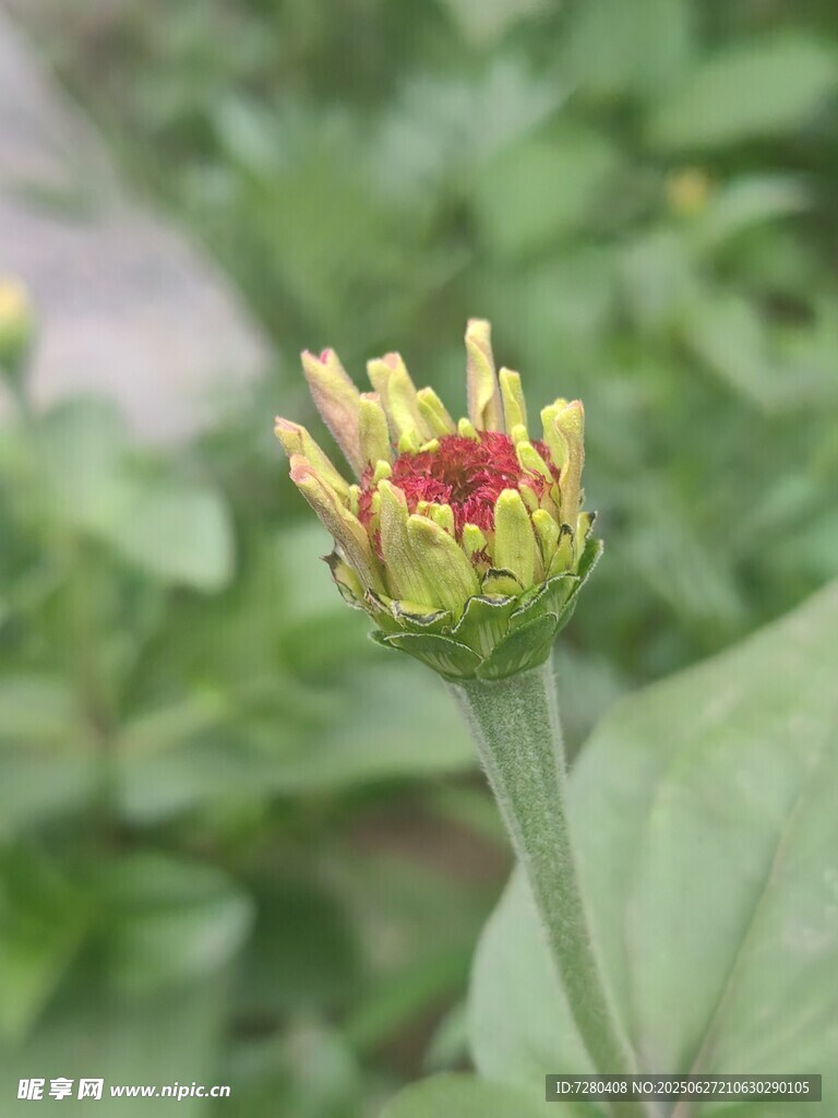 绽放的多彩花朵