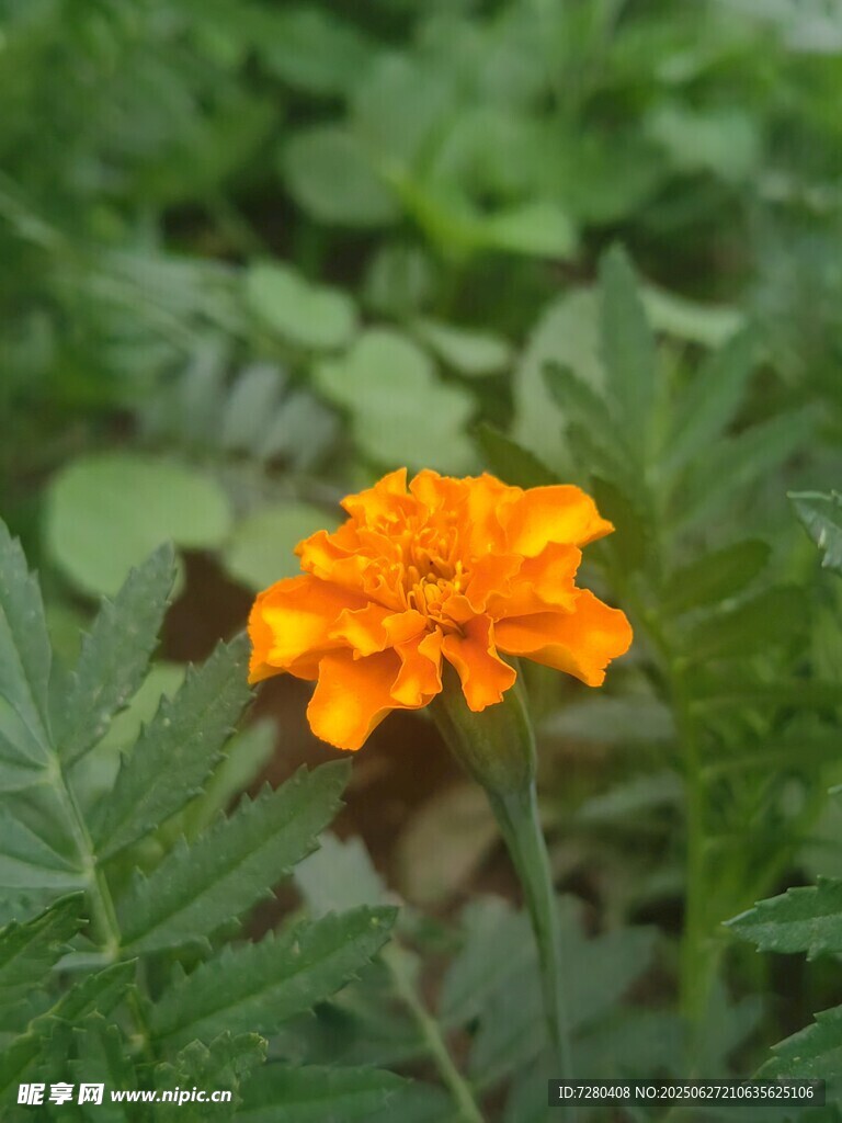 橙色小花绽放于绿叶间