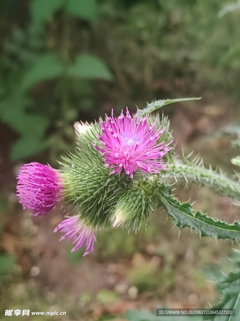 紫色蓟花绽放