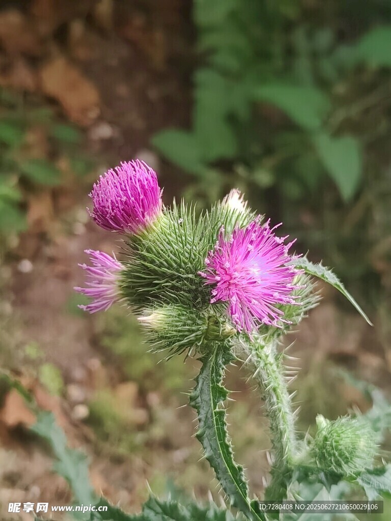 紫色蓟花绽放