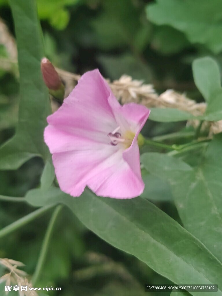 粉色绽放的美丽牵牛花