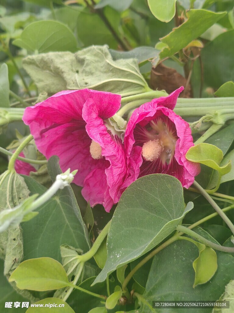 娇艳粉色花朵绽放绿叶间