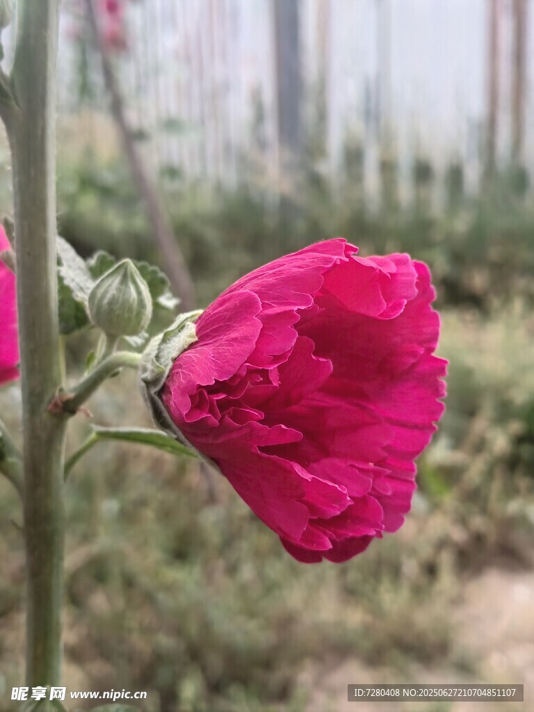 娇艳红槿花