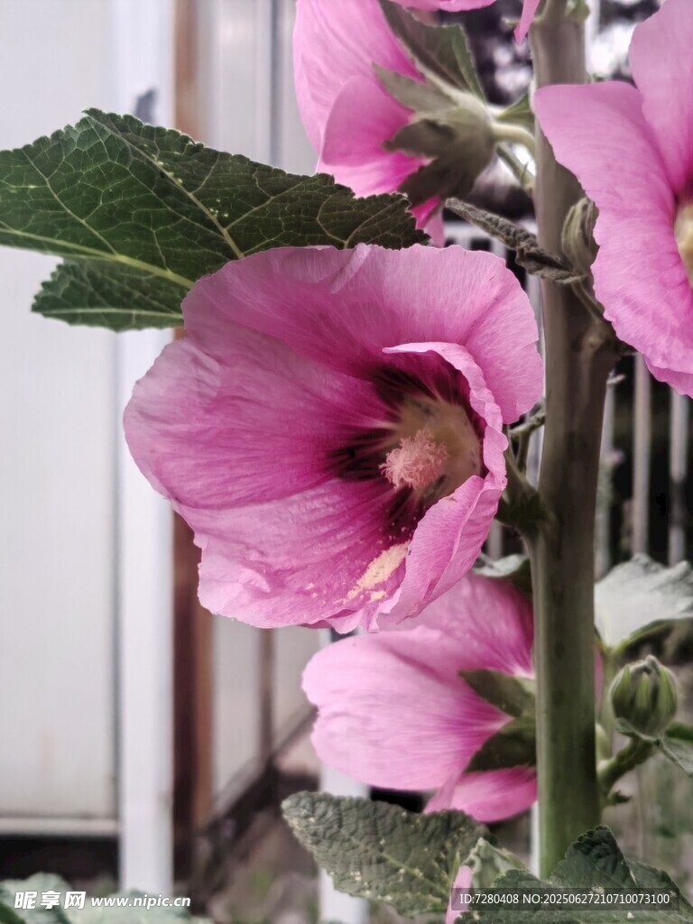 娇艳蜀葵绽放