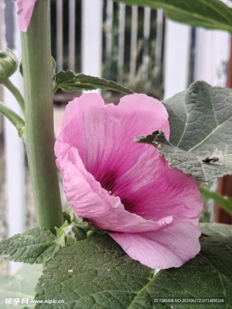 娇艳粉色蜀葵花