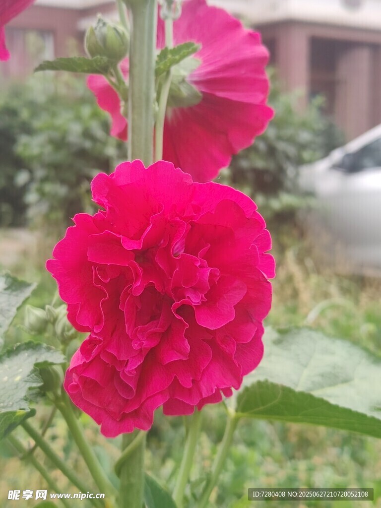 娇艳绽放的红色蜀葵花朵
