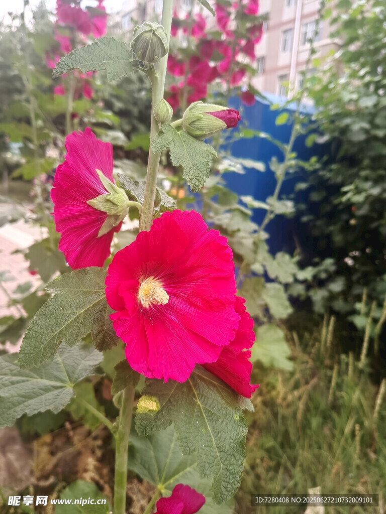 艳丽红蜀葵绽放于草丛