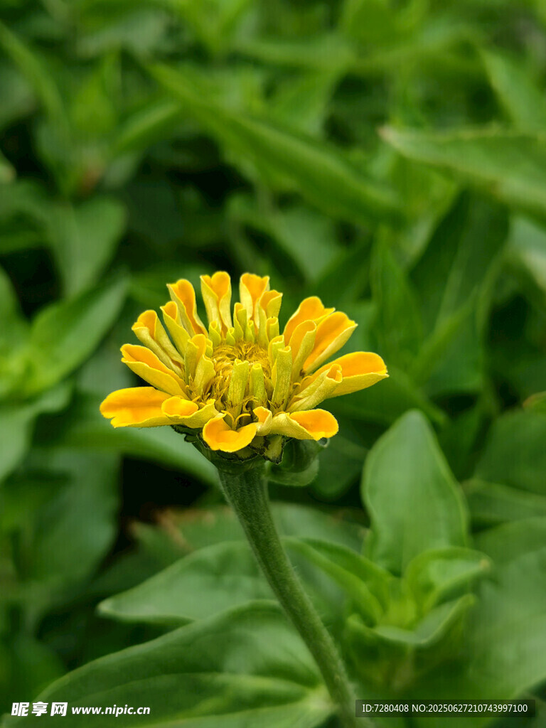 黄色单朵小花绽放绿叶间