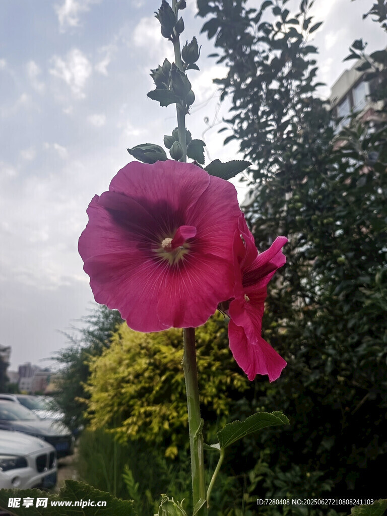 娇艳蜀葵绽放于户外