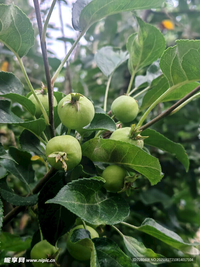 枝头青苹果
