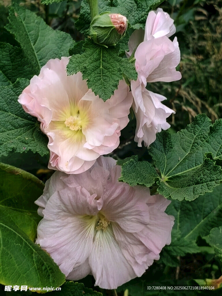 粉色蜀葵花绽放