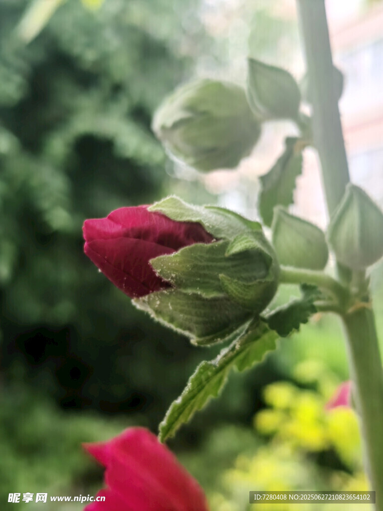娇艳红玫瑰蓓蕾初绽