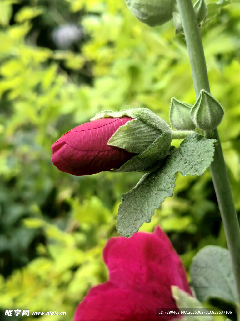 娇艳红蔷薇花蕾
