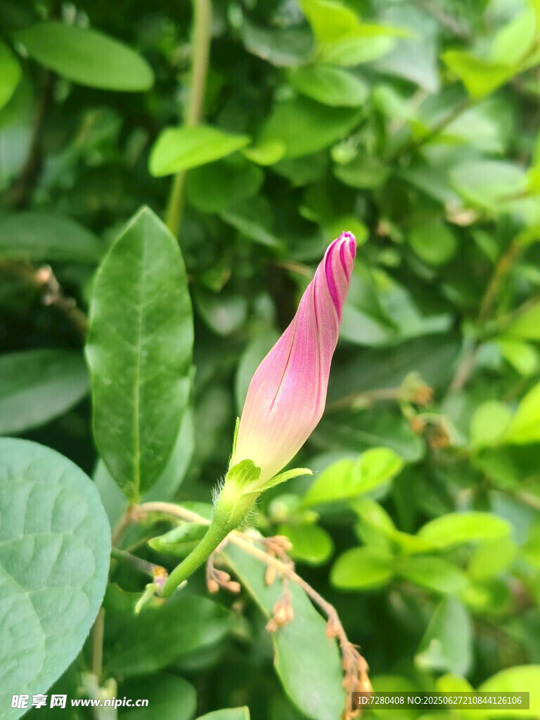 含苞待放的粉色花卉