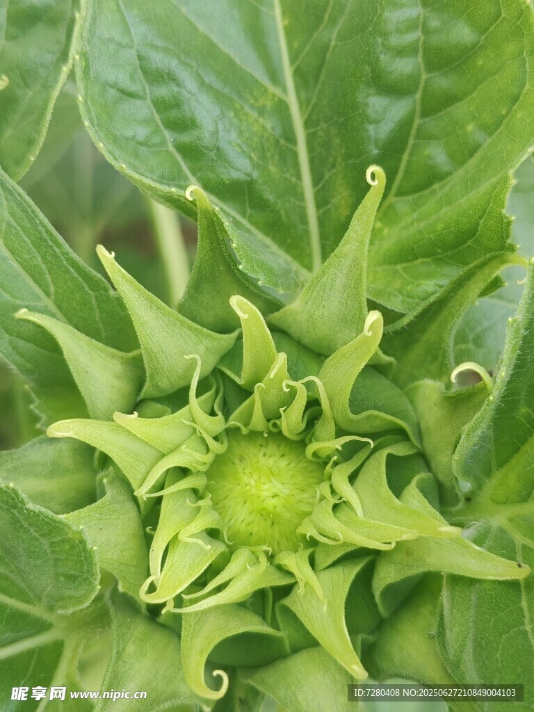绿色曼陀罗花特写
