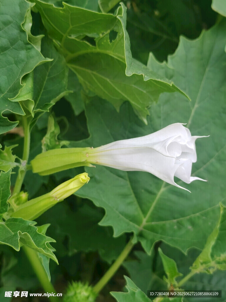 白色喇叭状花朵绽放