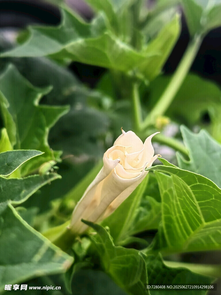 绿叶间的淡黄色蛾