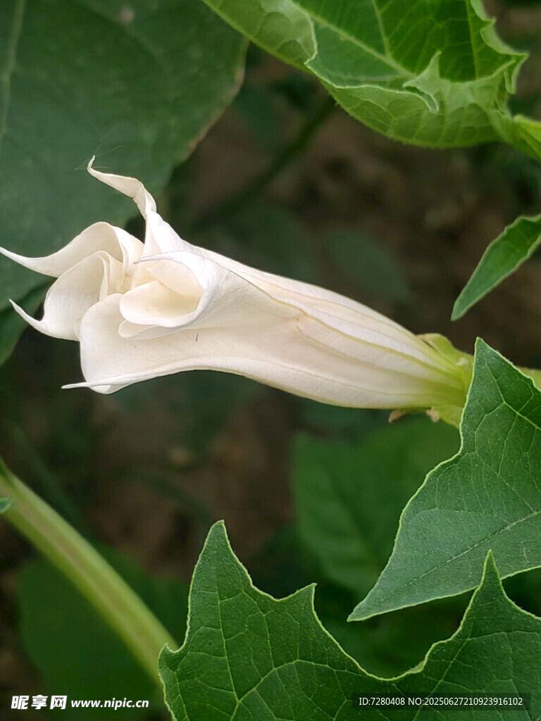 白色曼陀罗花特写