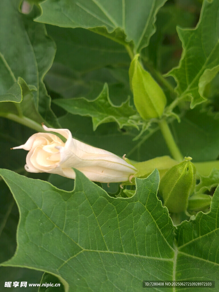 南瓜花旁的白色小虫