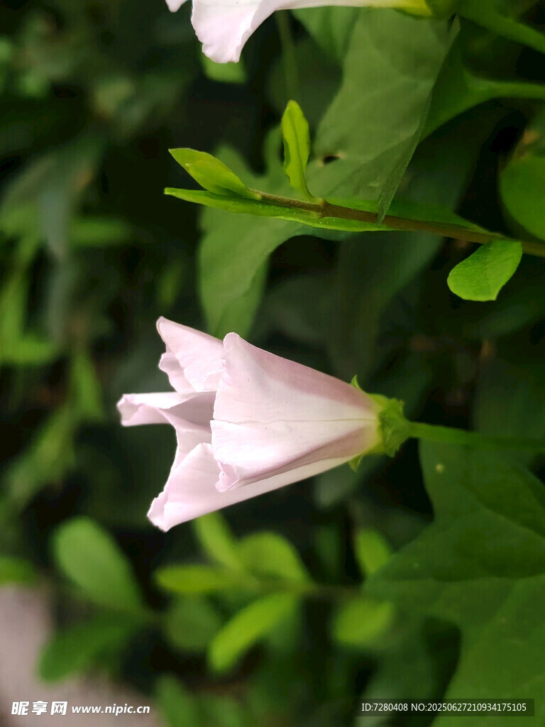 白色喇叭花绽放绿叶间