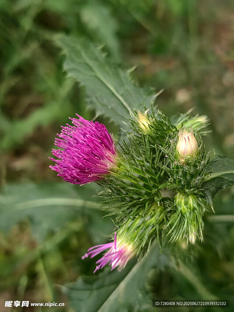 绽放的紫色蓟花