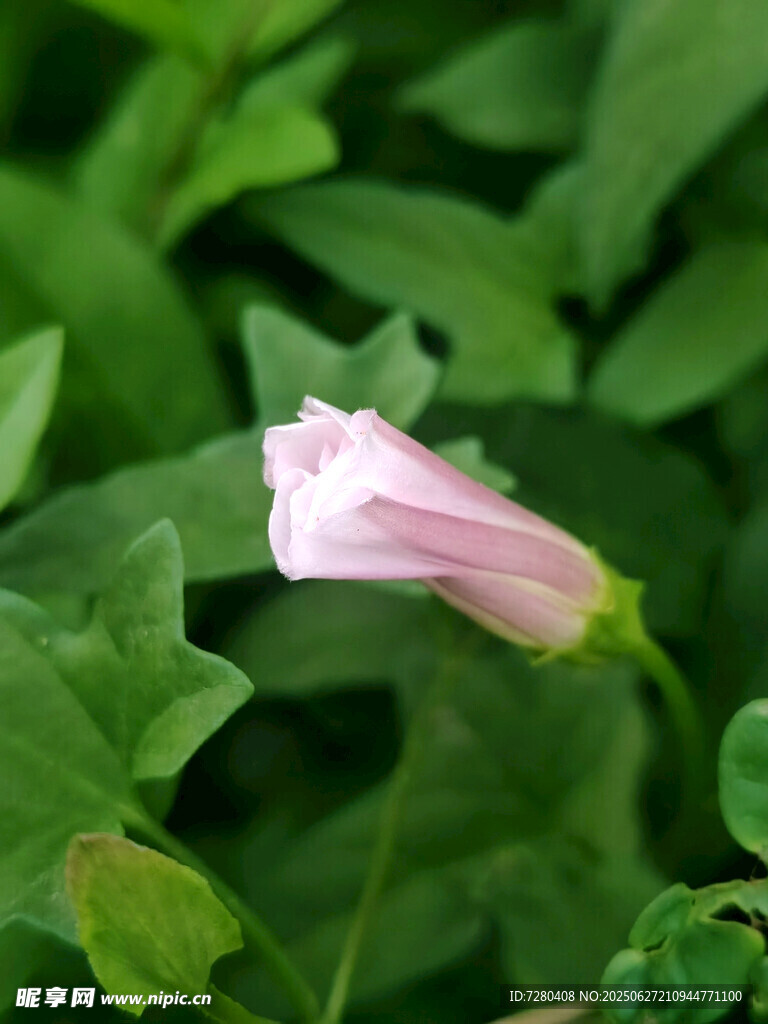 粉色小花绽放绿叶间