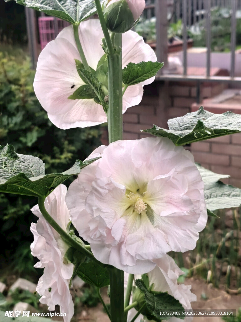 淡雅蜀葵花绽放
