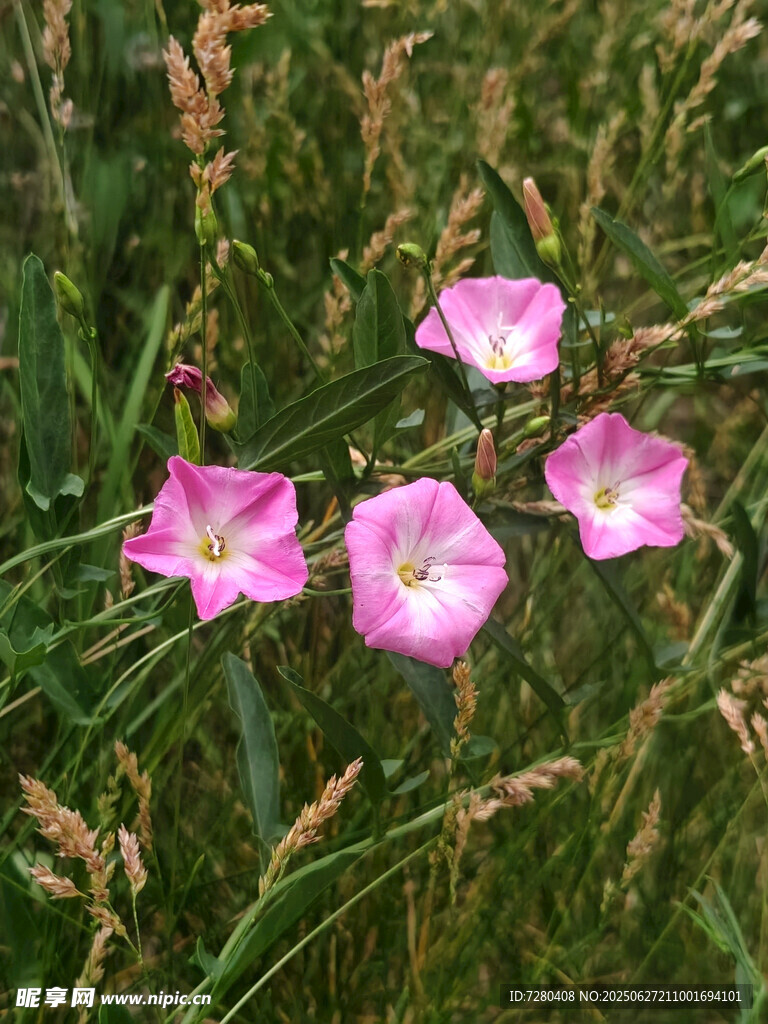 草丛中的粉色牵牛花