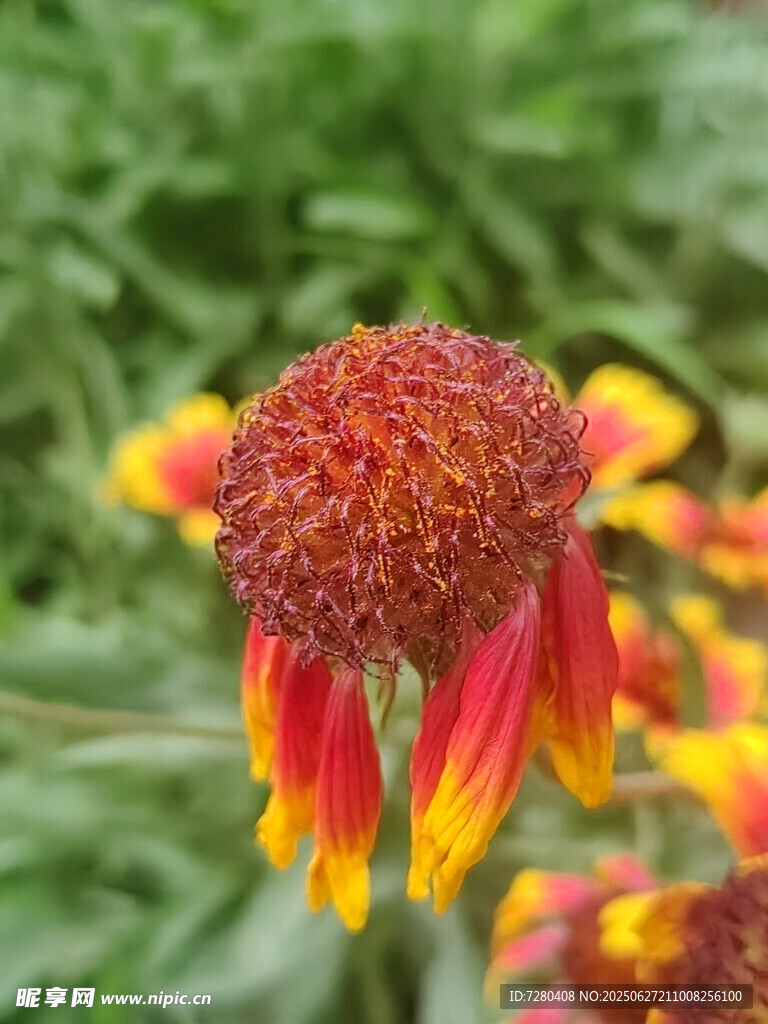 艳丽双色菊绽放