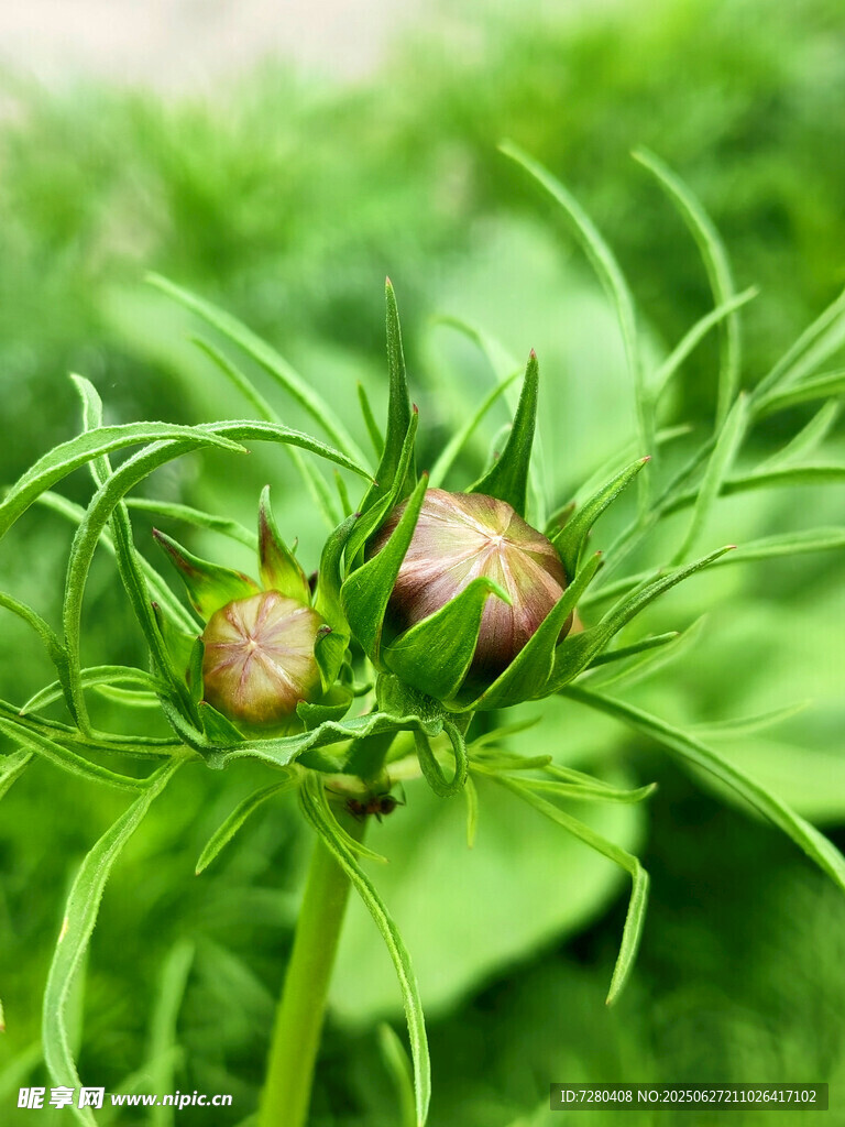 绿色植物上的两朵花苞