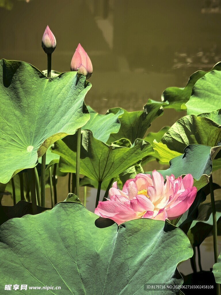 荷花