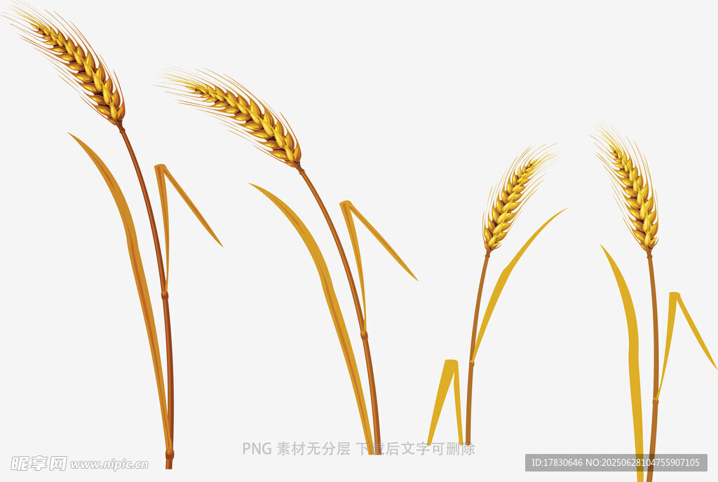 小麦稻穗