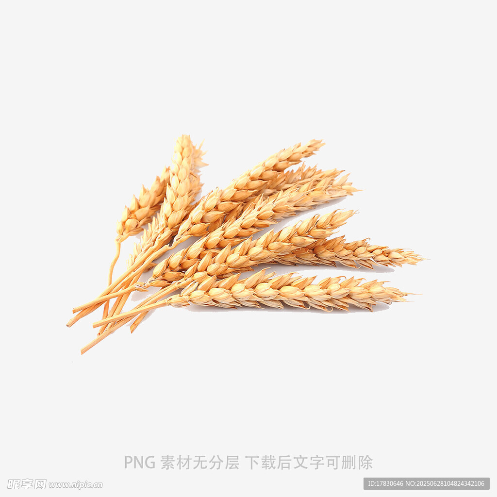 金黄麦穗特写