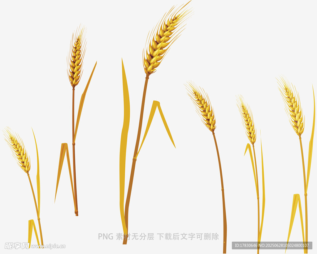 金黄麦穗插画