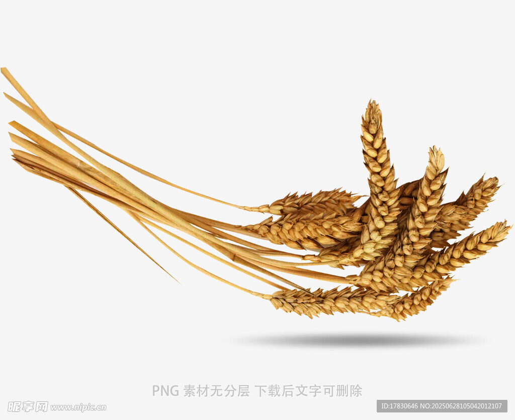 金黄麦穗特写