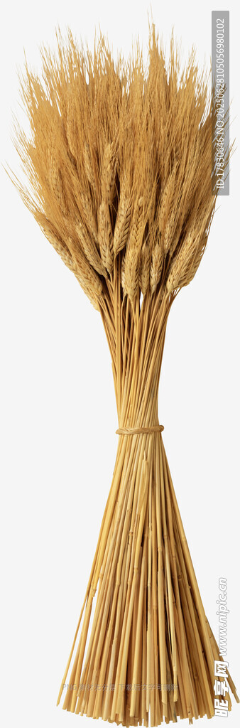 一束金黄麦穗