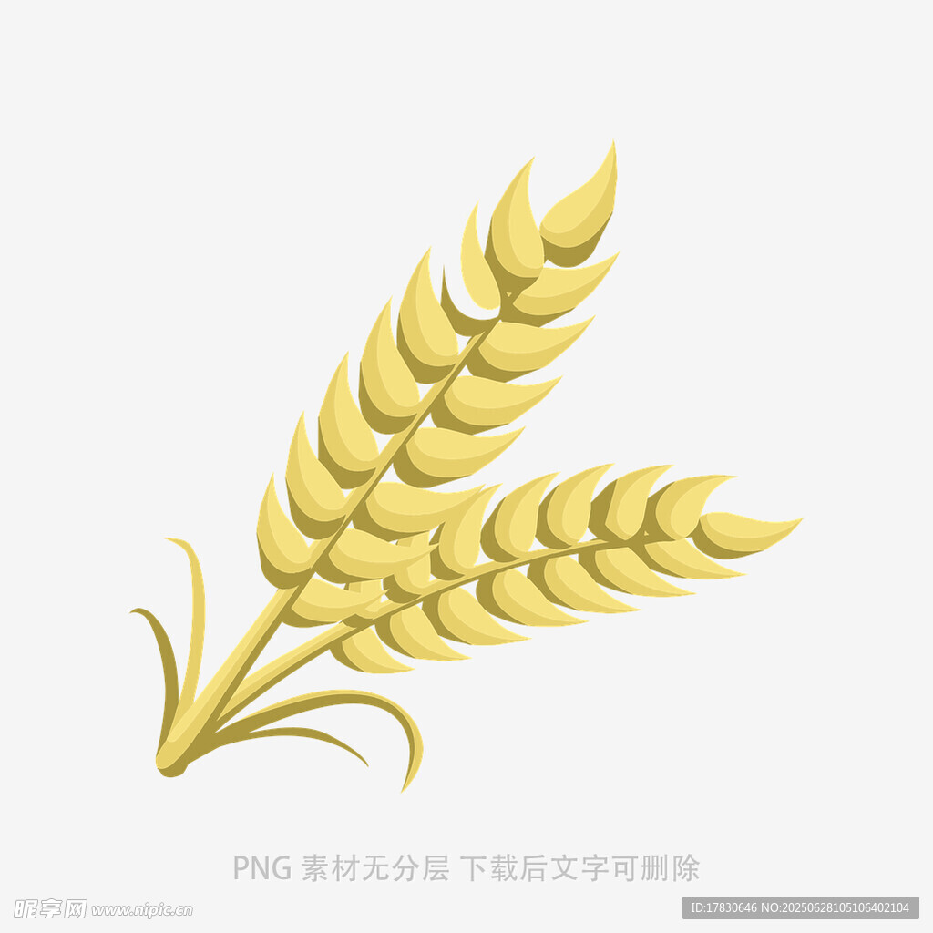 金色麦穗插画