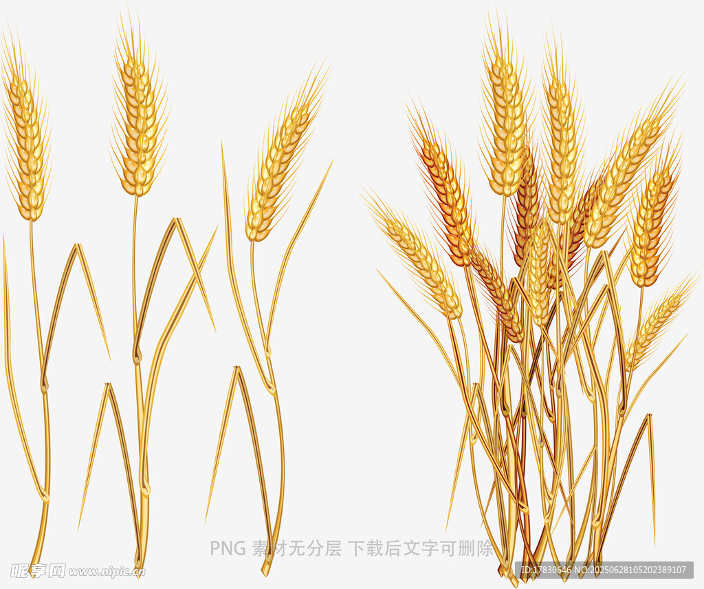 金黄麦穗插画