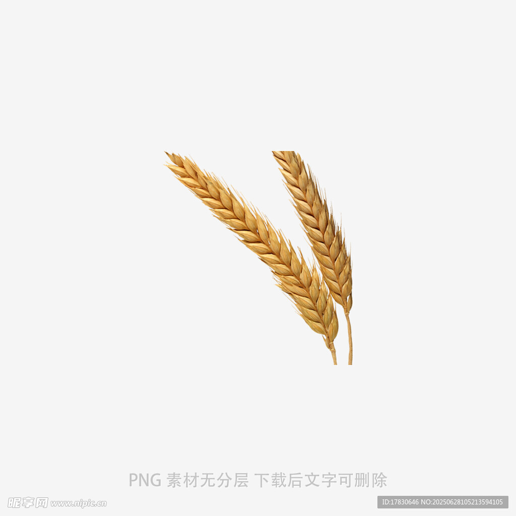 两株金黄麦穗