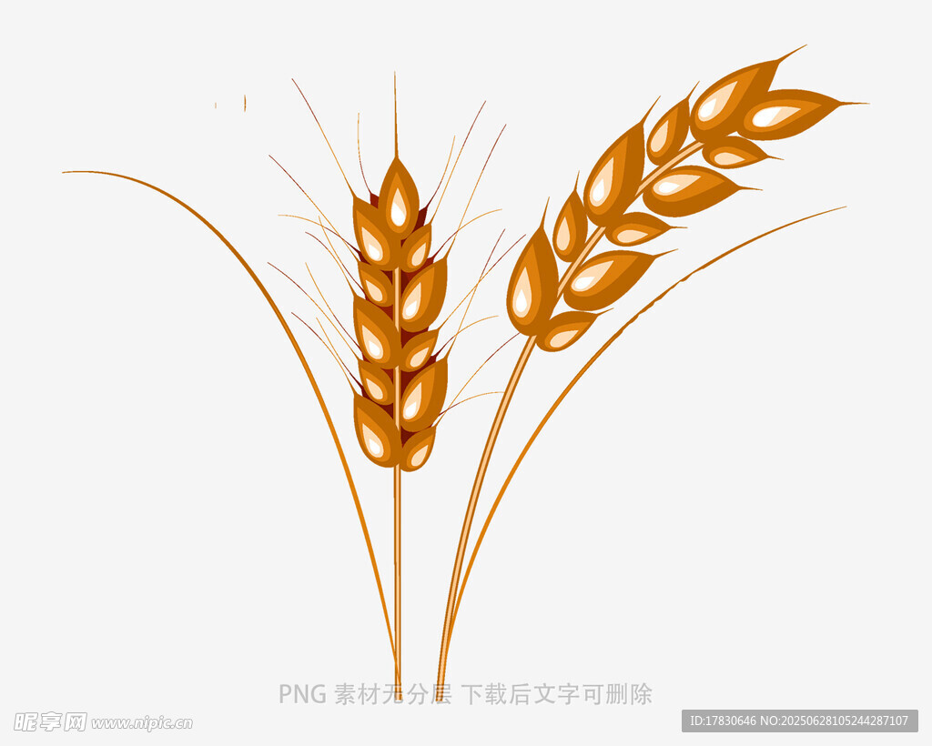 麦穗插画