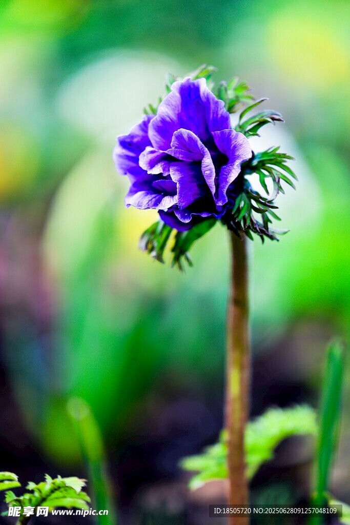 紫色花朵特写