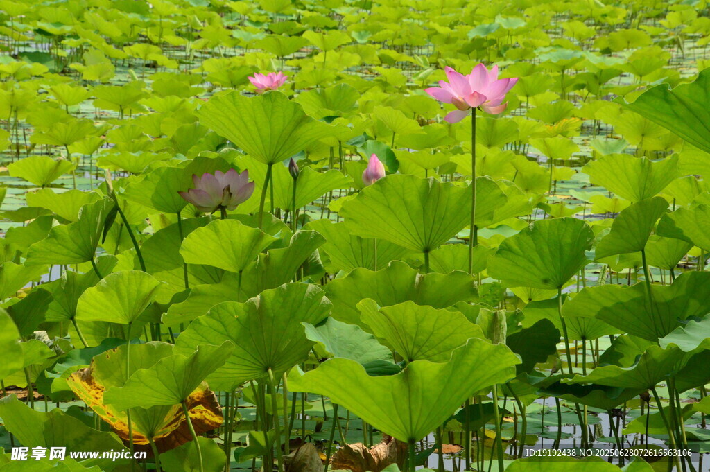 荷叶荷花  