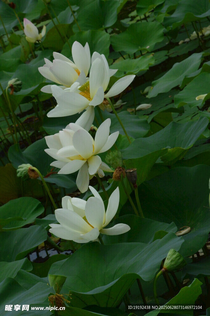 荷叶荷花  