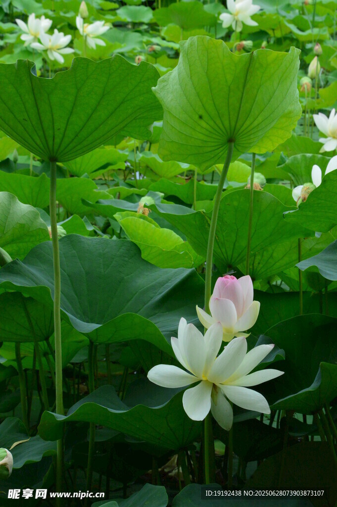 荷花荷叶 