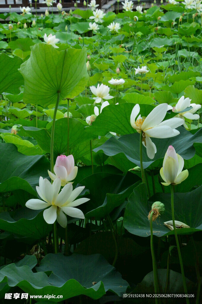 荷叶荷花 