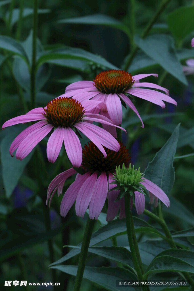 松果菊  