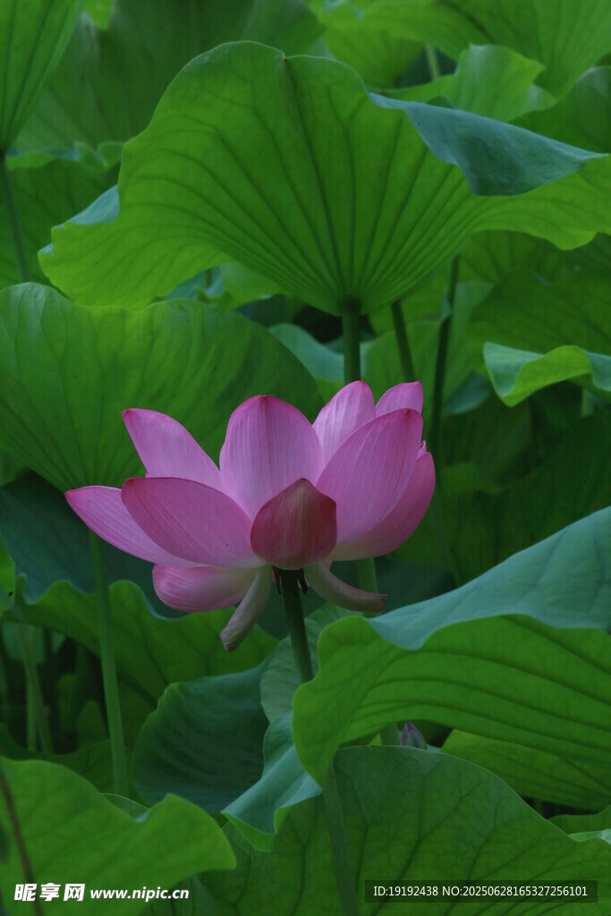 荷叶荷花 